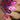 pink magenta pink stamping polish swatch over black and white nails
