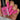 Hot pink nails