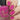Bright hot pink nails 